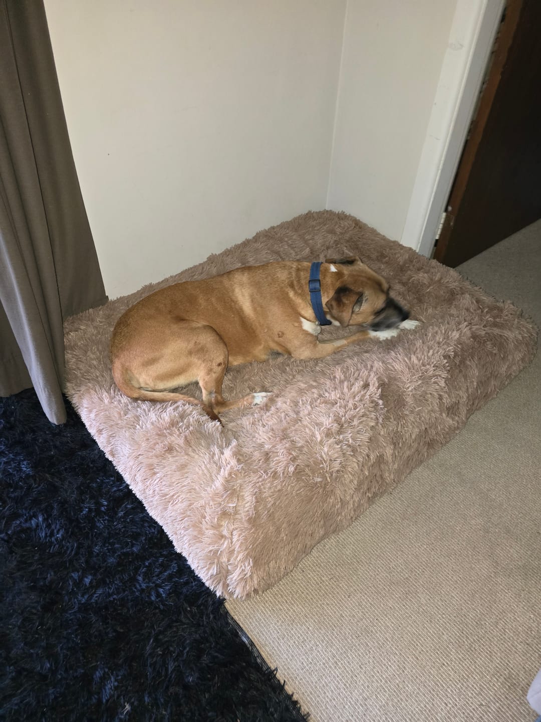 Customer photo review of Calming Cover