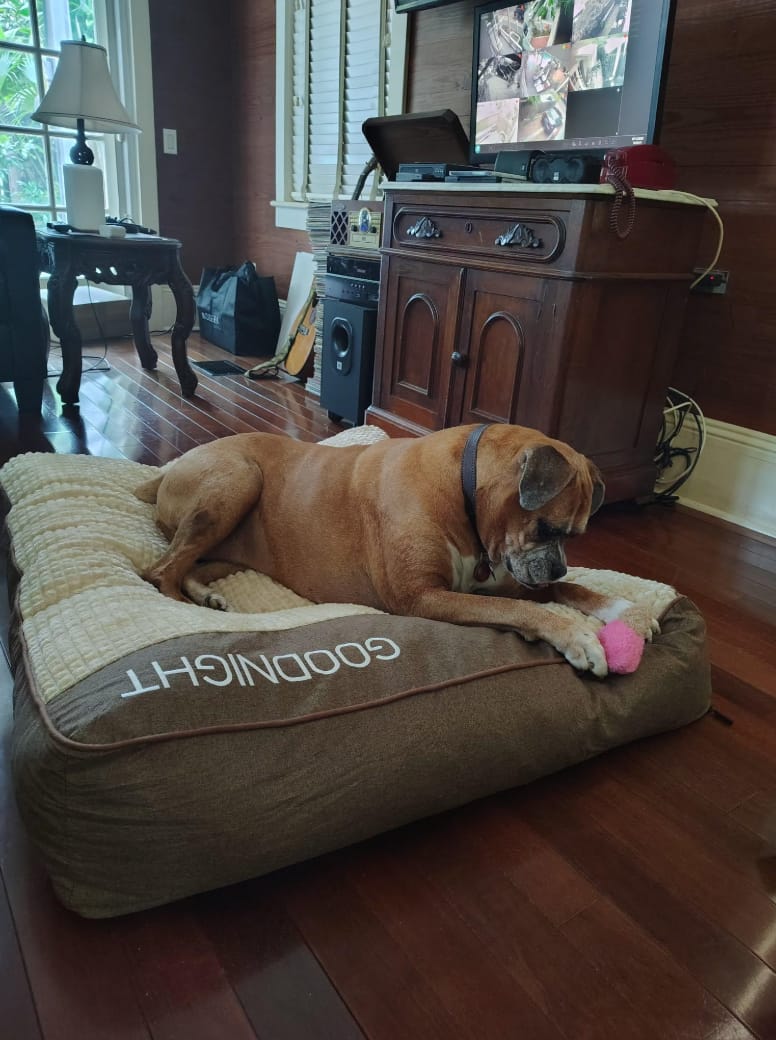 Customer photo review of Dozer - Hondenbed Grote Honden Orthopedisch