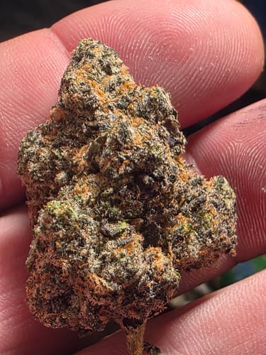 Customer photo review of Versace - Bulk - Hybrid