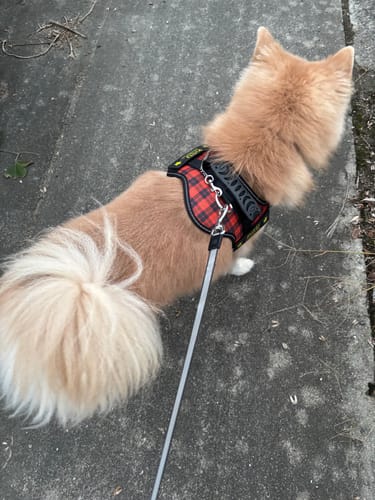 Customer photo review of FunFunPet 高機能ハーネス（お名前タグ作成サービス付き）