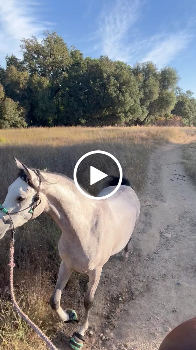 Customer video review of Renegade® Viper Glow™ Hoof Boot - Caribbean Dream