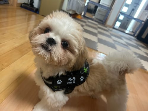 Customer photo review of FunFunPet 高機能ハーネス（お名前タグ作成サービス付き）