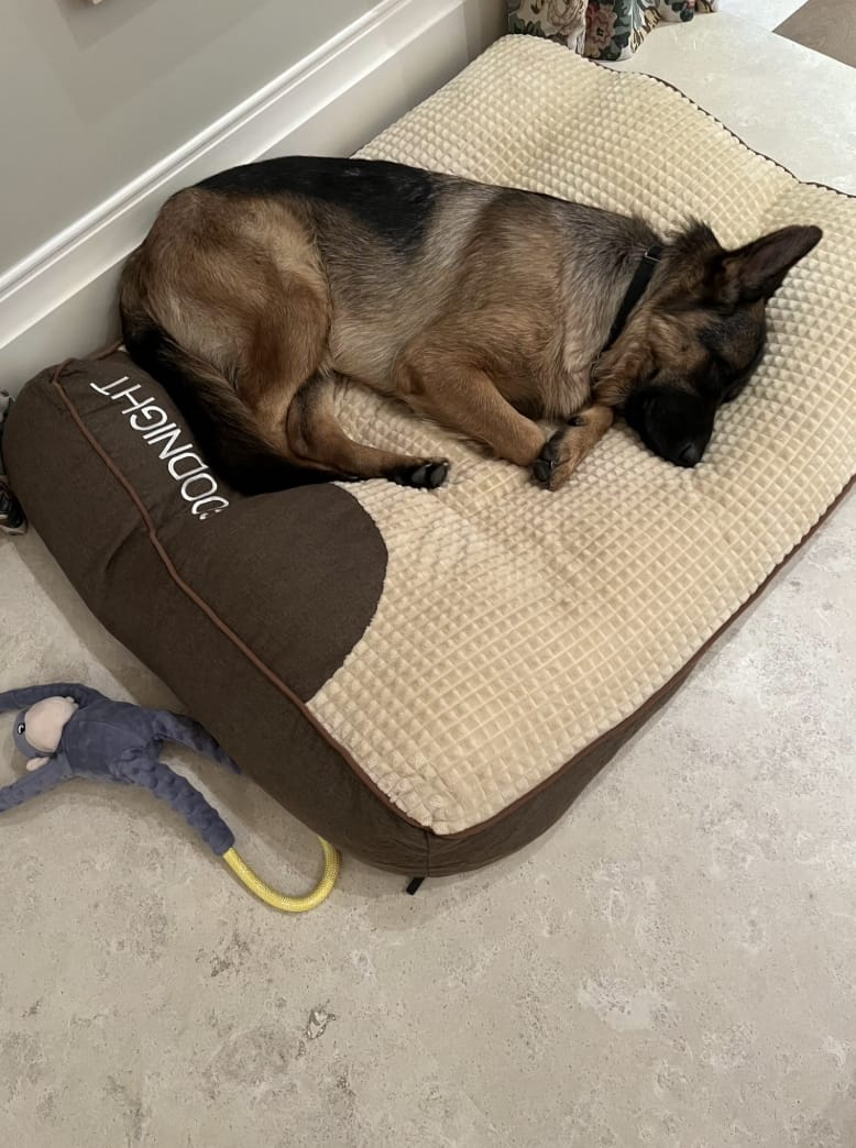 Customer photo review of Dozer - Hondenbed Grote Honden Orthopedisch