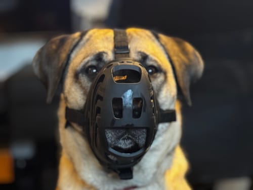 Tina M. review of Muzzle | Flexi & Legal Requirement - S-XL Breeds - Black image 1 out of 2