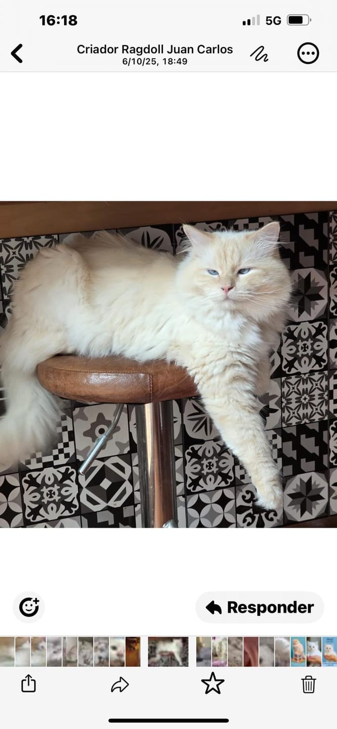 Customer photo review of Cat Adult