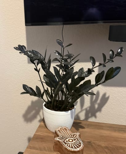 Customer photo review of Houseplant Pest Spray