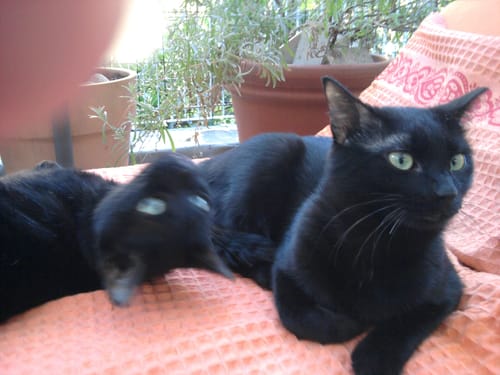 undefined review of Diffusore Calmante per Gatti image 1 out of 1