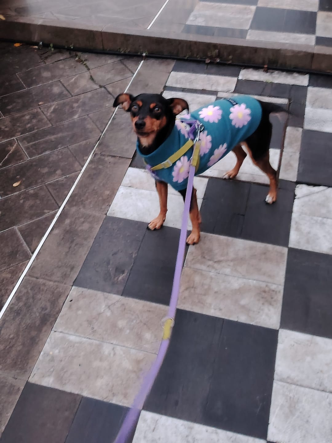 Customer photo review of Flower Knit Dog Sweater
