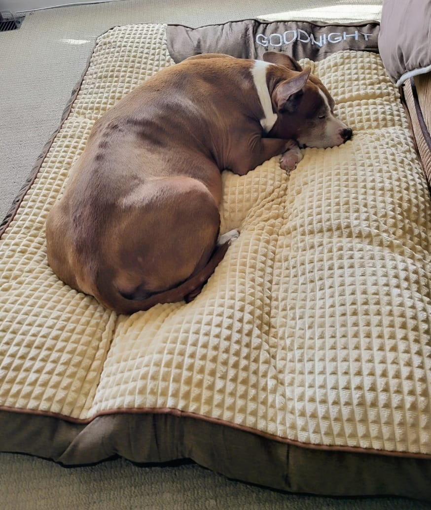 Customer photo review of Dozer - Hondenbed Grote Honden Orthopedisch