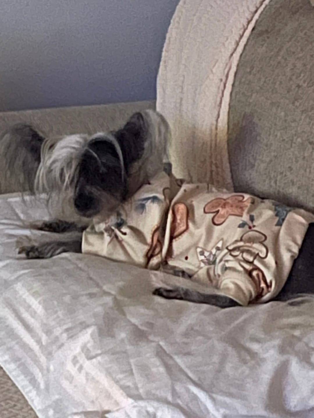 Customer photo review of Dog Christmas Pajama - Frosty Night