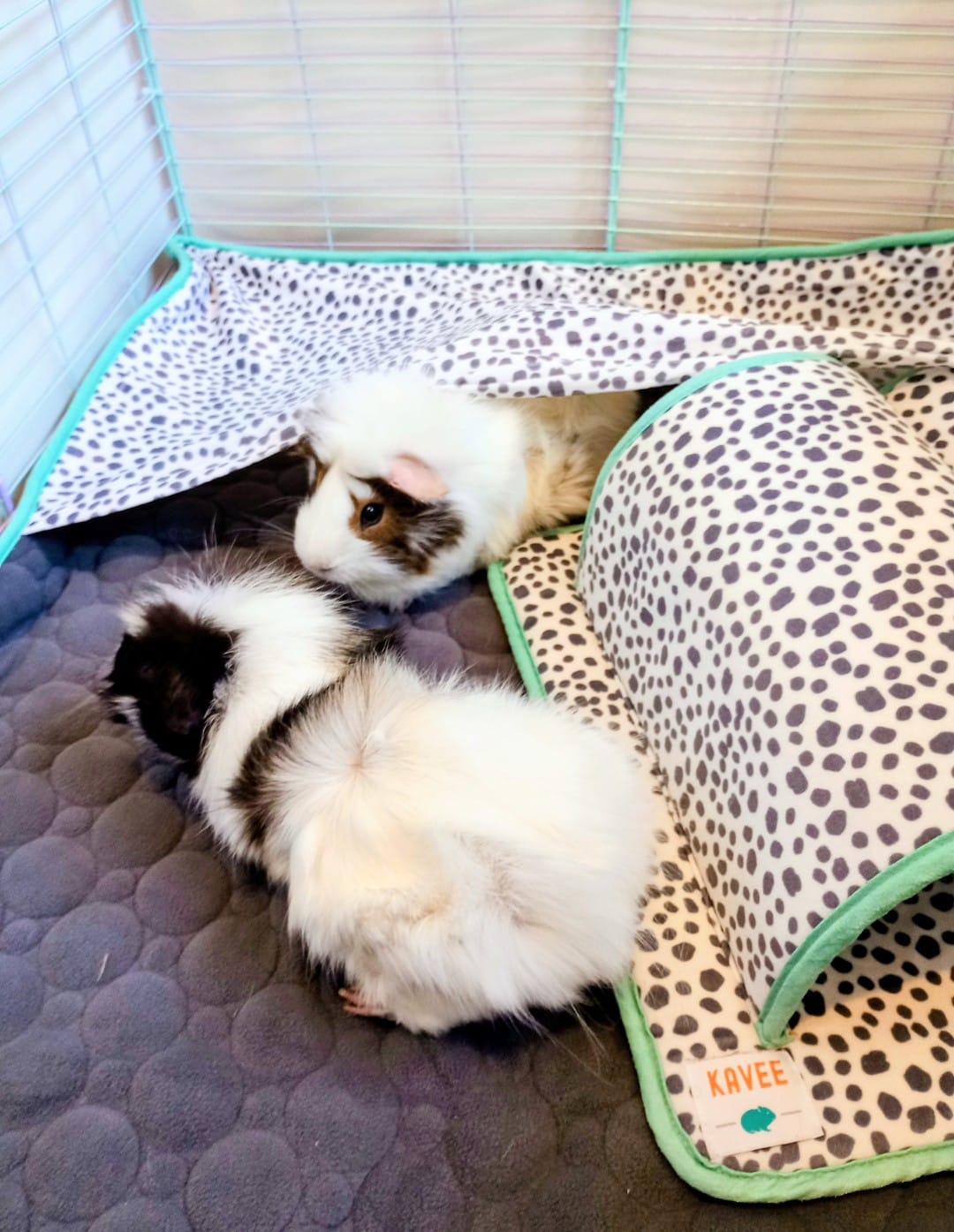 Customer photo review of Premium Fleece Liner for Guinea Pigs | Dalmatian