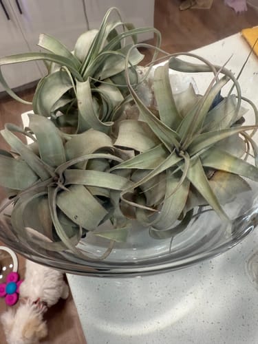 Customer photo review of B Quality Xerographica  (Assorted Sizes)  *Cannot Be Shipped Internationally*