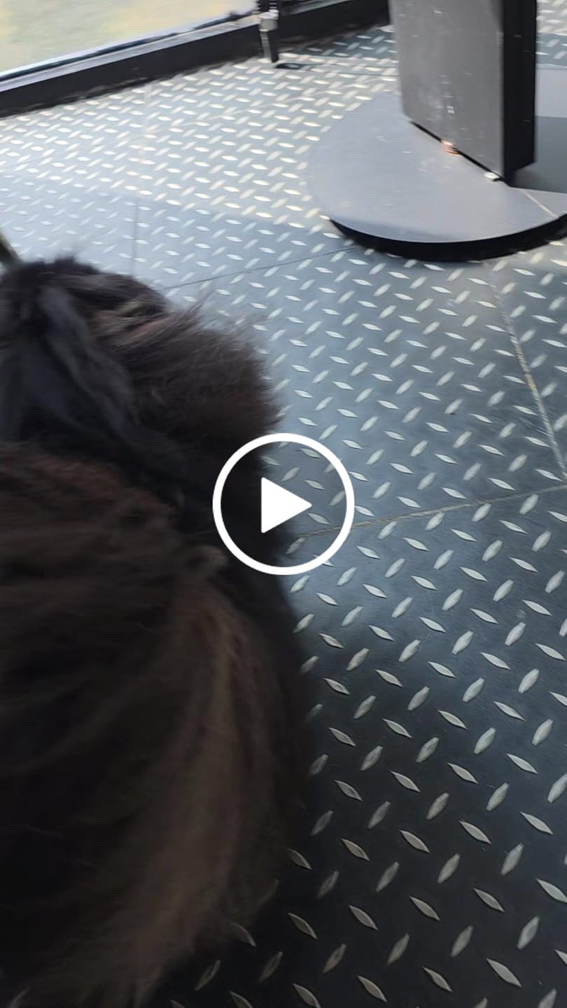 Customer video review of WagWellies® by wagwear