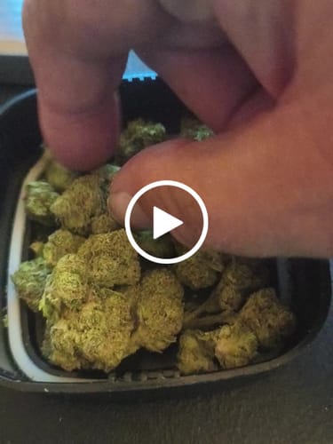 Customer video review of Lemon Cherry Gelato BX - Bulk - Indica