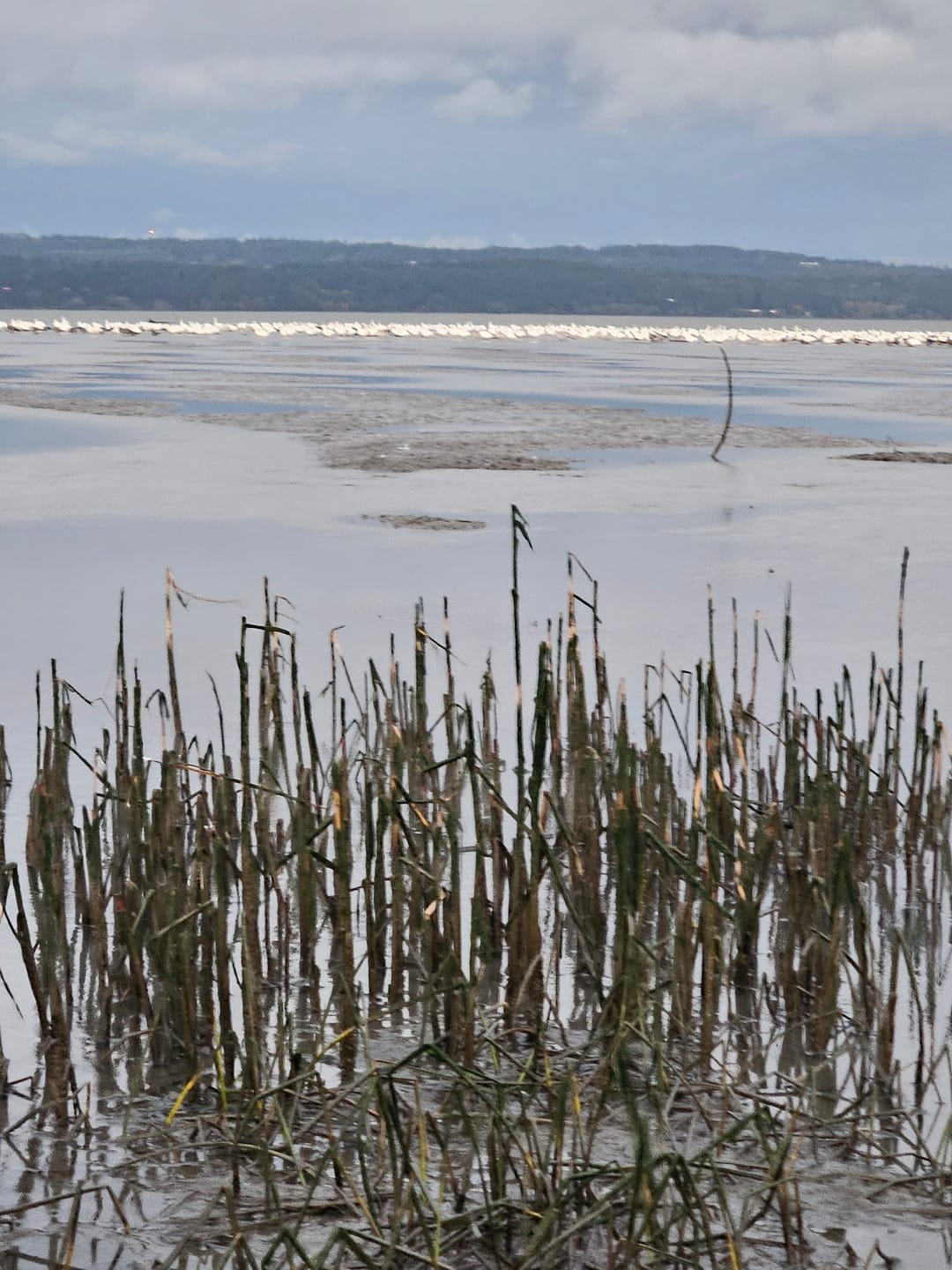 Customer photo review of TIDEWE × MinnDak Slough Dawgs TIZIP® Breathable Duck Hunting Waders