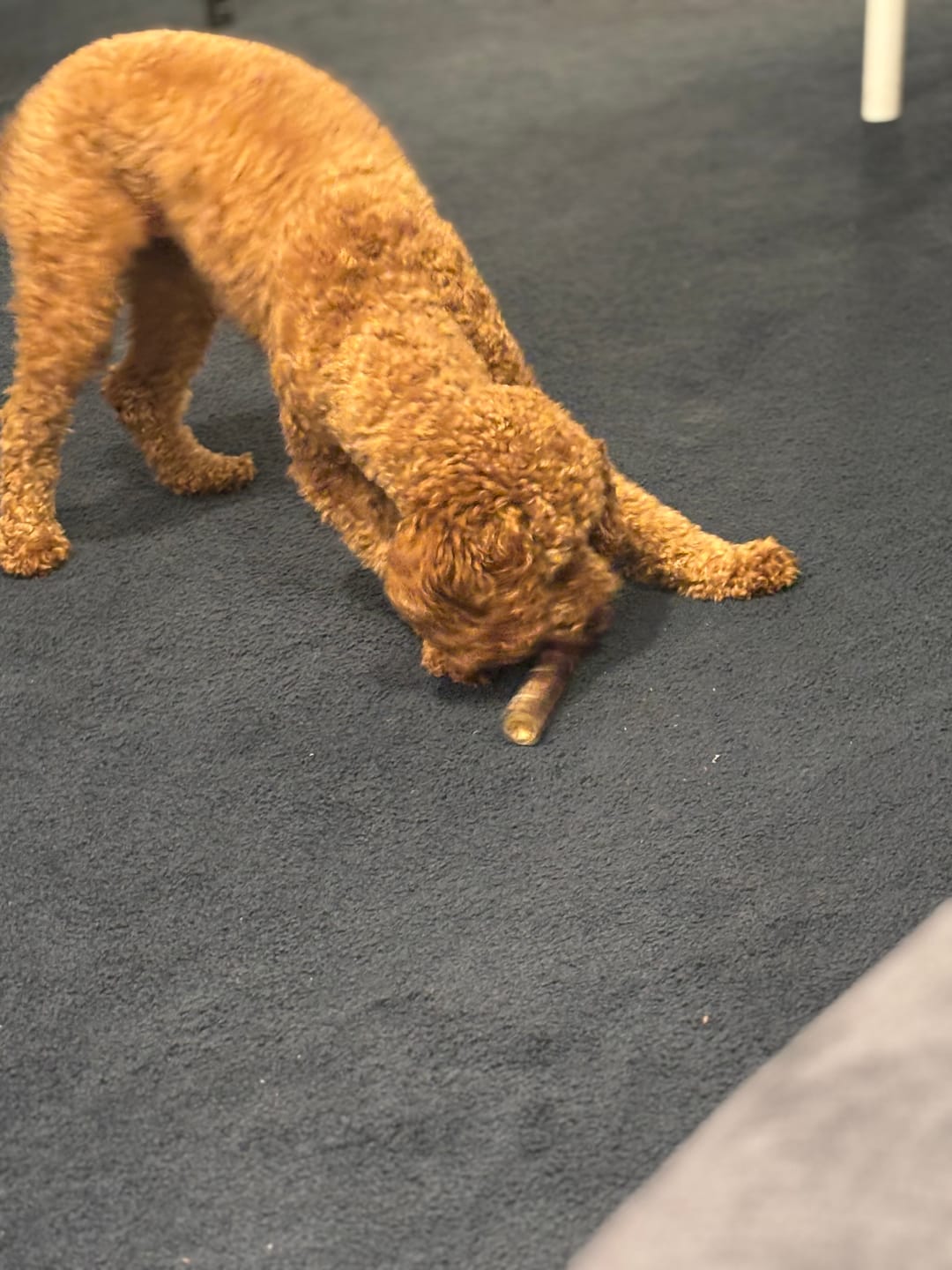 Customer photo review of Ostrich Chunky Bones (4" x 2" - 2 Pack): The Long-Lasting, Flavor-Packed Bones for Small to Medium Dogs