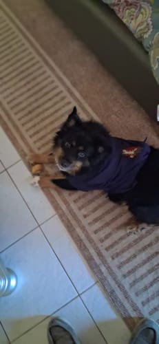 Customer photo review of Polo Ralph Lauren Holiday Bear Dog Mesh Polo