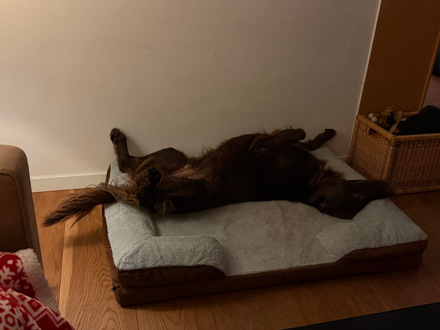 Customer photo review of Pet Perfect Hondenmand - Orthopedisch - Afritsbaar - Bruin