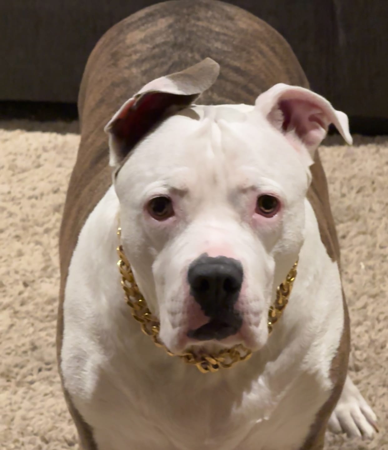 Customer photo review of Cuban Link Chain Dog Collar - Gold