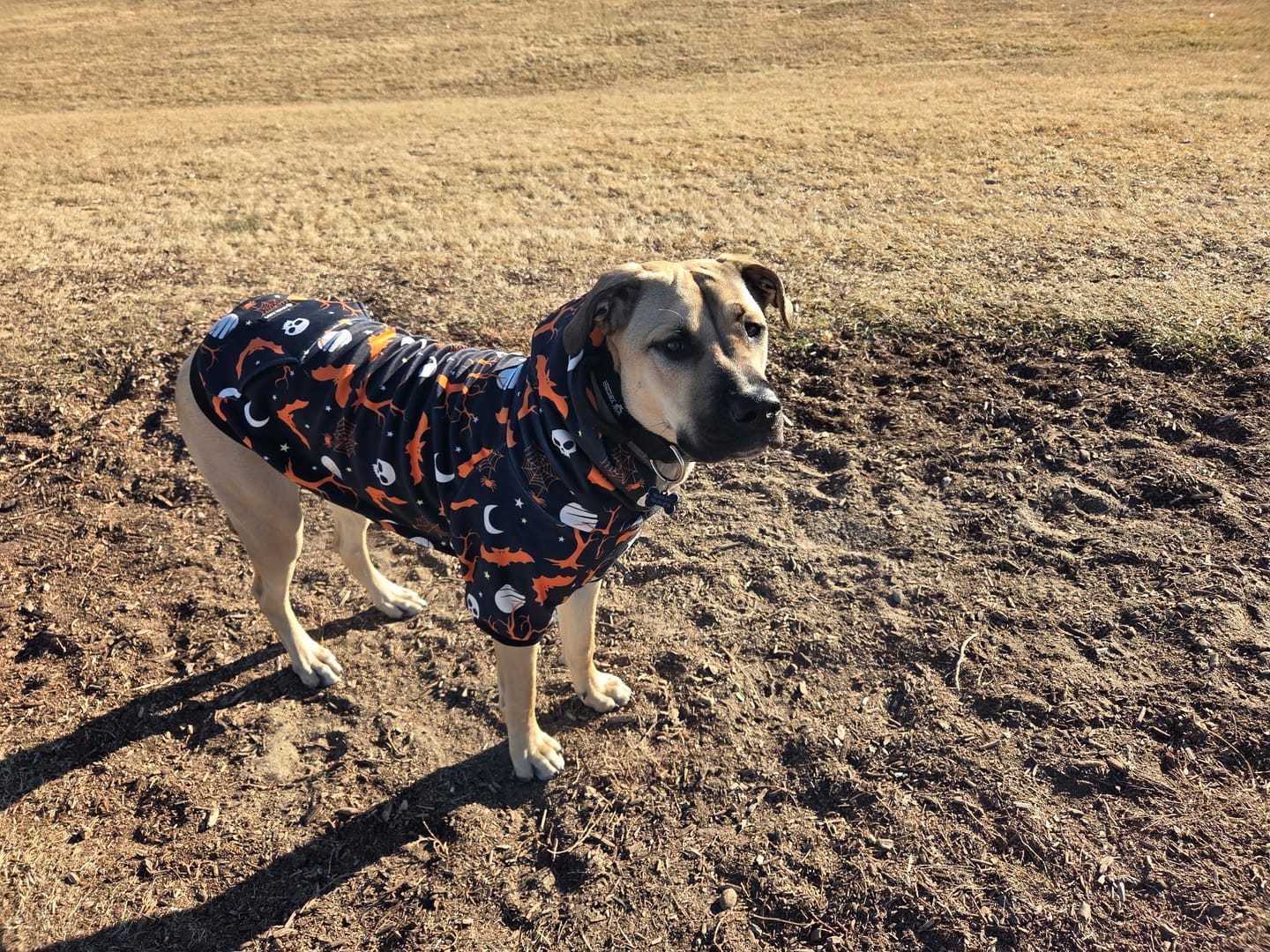 Customer photo review of Halloween Dog Hoodie - Black