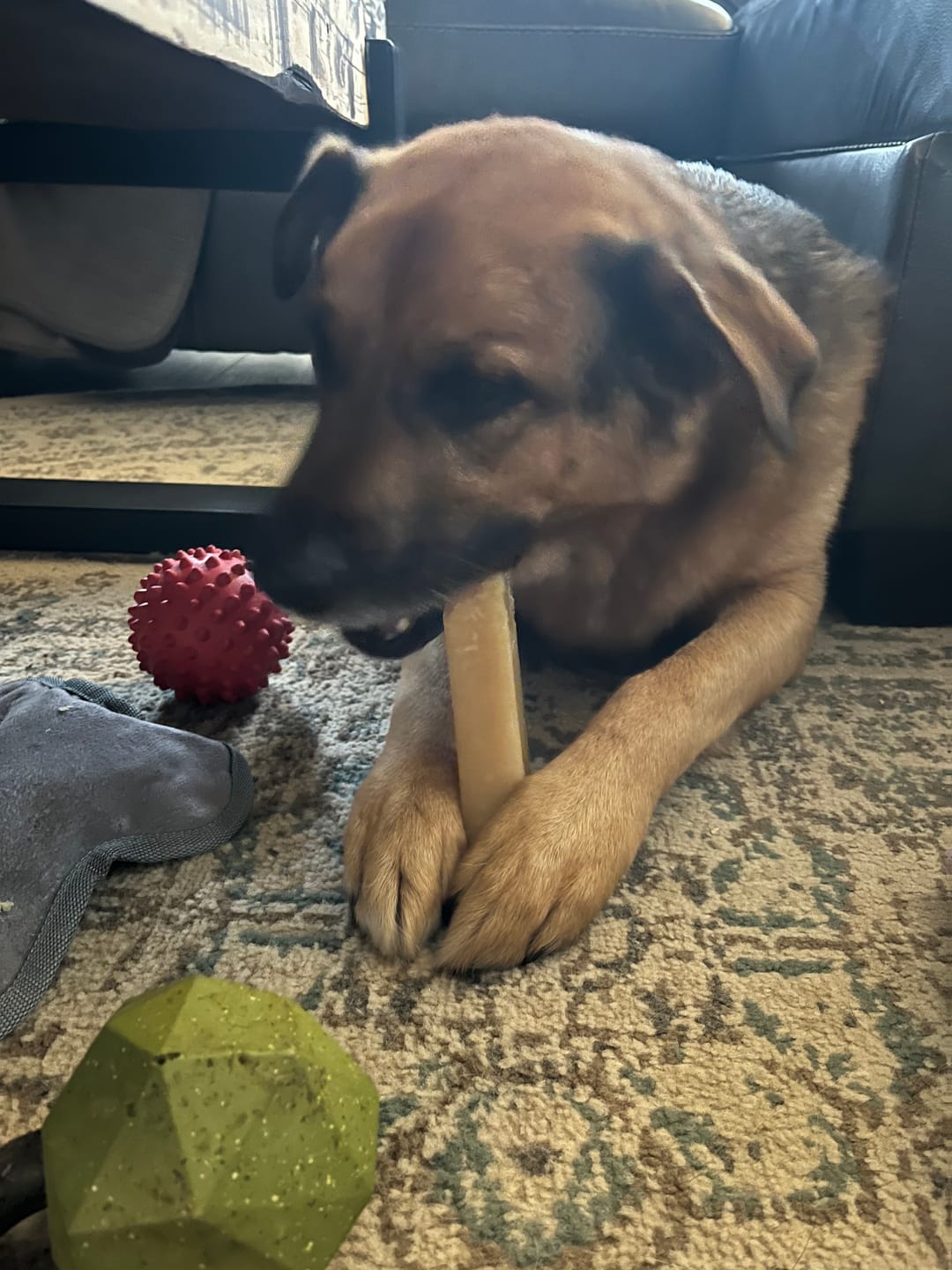 Customer photo review of Himalayan Yak Chew (EXTRA LARGE)