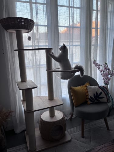 Customer photo review of Arbre à Chat - Refuge Miauleur