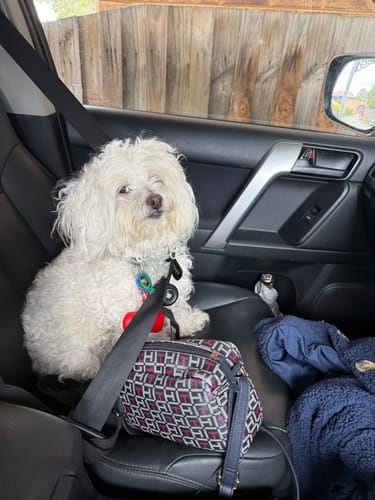 Customer photo review of Bugsy's Air-Dried Kangaroo