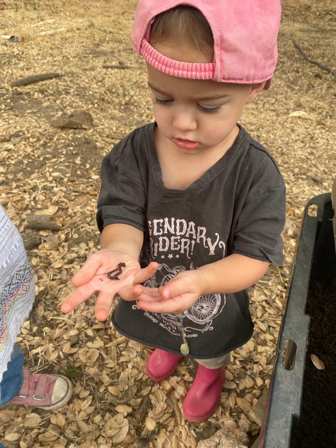 Customer photo review of Pure Red Wiggler Composting Worms