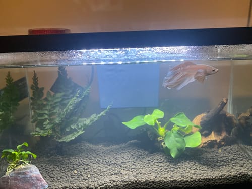 Customer photo review of Super White Dumbo Ear Halfmoon Male Betta Fish