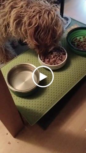 Customer video review of Frischfutter für Energiebedarf von 526 kCal/Tag