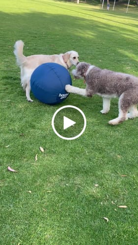 Customer video review of Herding Ball
