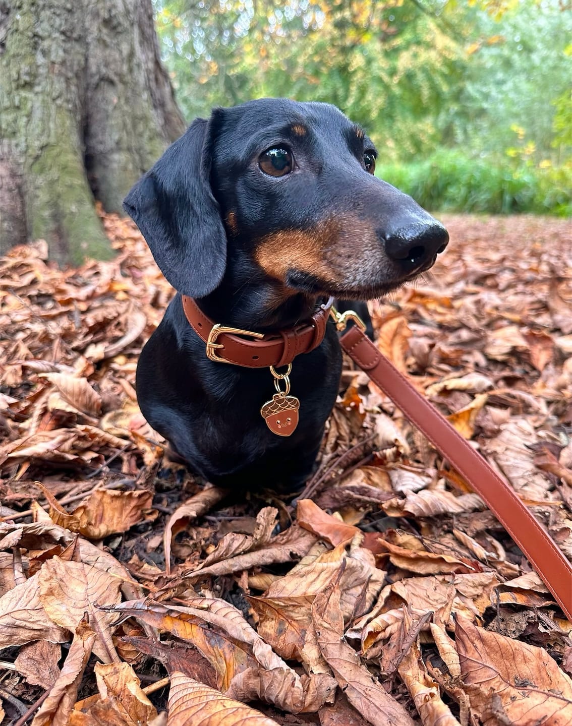 Customer photo review of Hazelnut Dog Lead