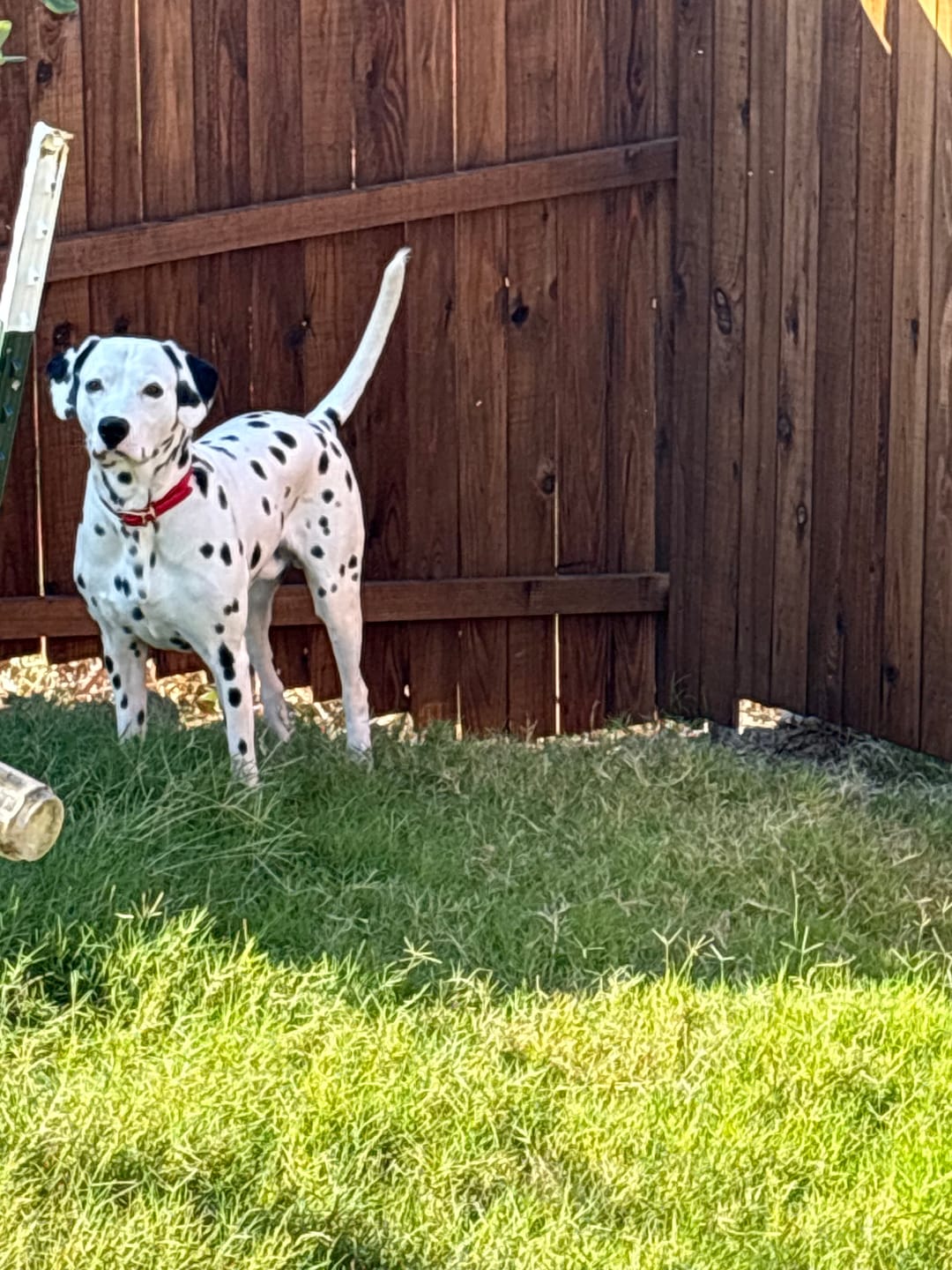 Customer photo review of Cherry - Classic Biothane Dog Collar