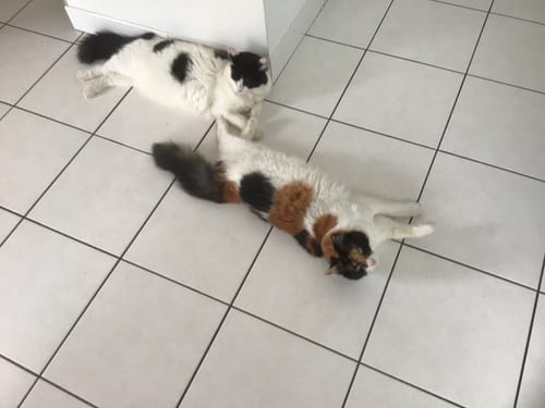 Customer photo review of Effilés au poulet, courges & agrumes (Chat stérilisé et Chat adulte)