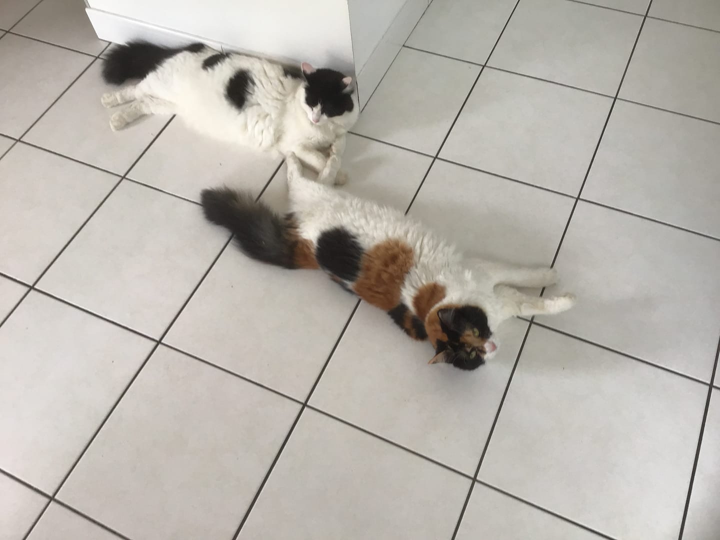 Customer photo review of Effilés au poulet, courges & agrumes (Chat stérilisé et Chat adulte)