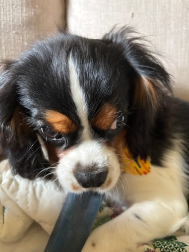 Customer photo review of 6 Inch Thick Bully Stick