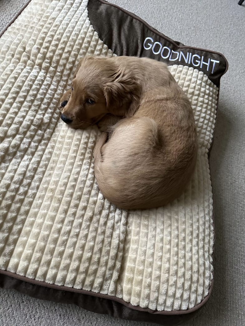 Customer photo review of Dozer - Hondenbed Grote Honden Orthopedisch