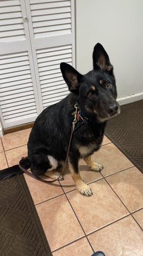 Customer photo review of Petsmont Buddy Guard Large Dog