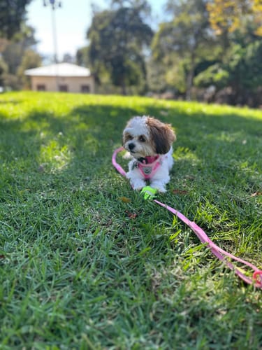 Reseña cliente FurLife