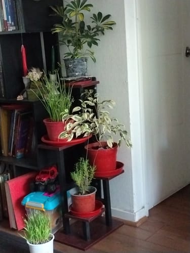 Customer photo review of Estante para Plantas de Madera | Soporte Decorativo Multiuso