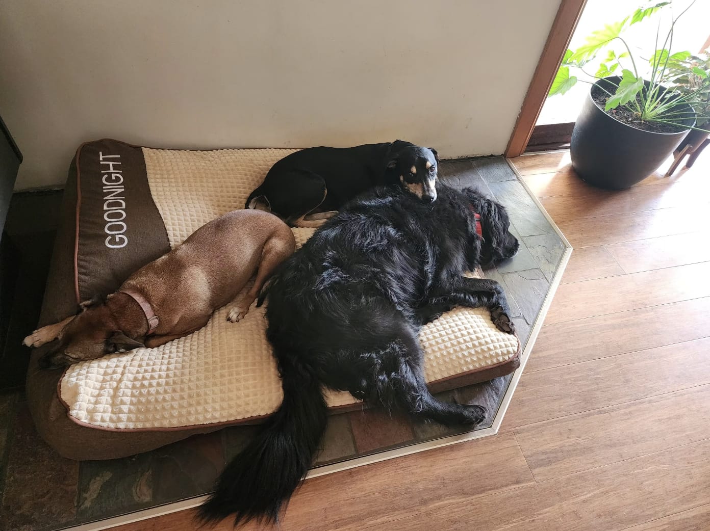 Customer photo review of Dozer - Hondenbed Grote Honden Orthopedisch