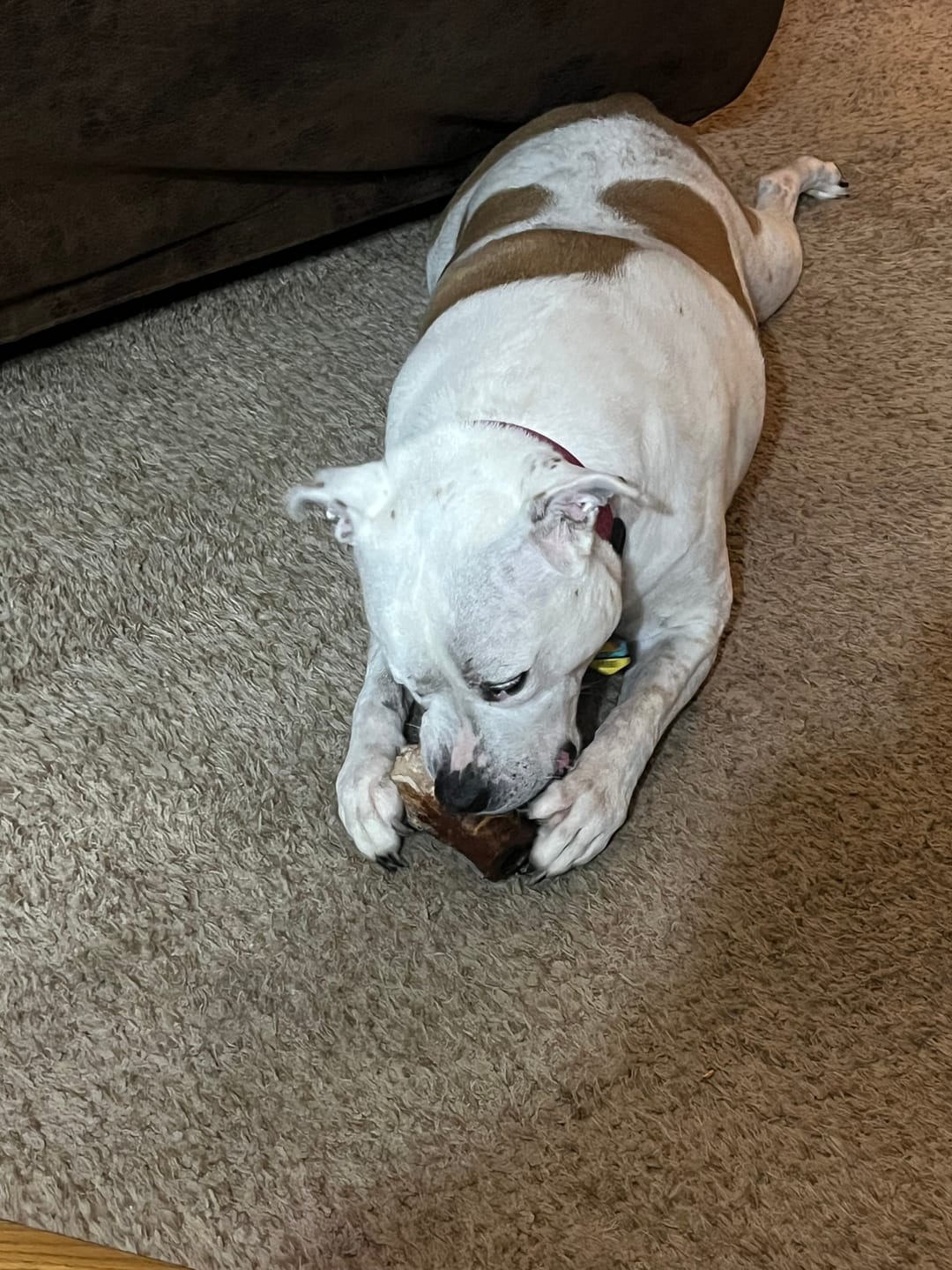 Customer photo review of 1 LB Chew Pack