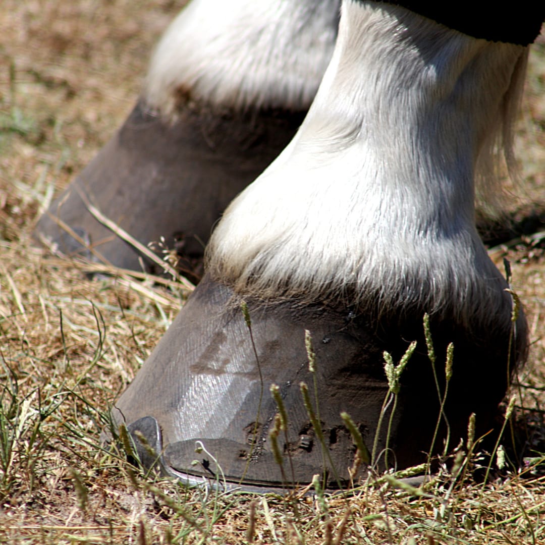 Customer photo review of Hoof Clay