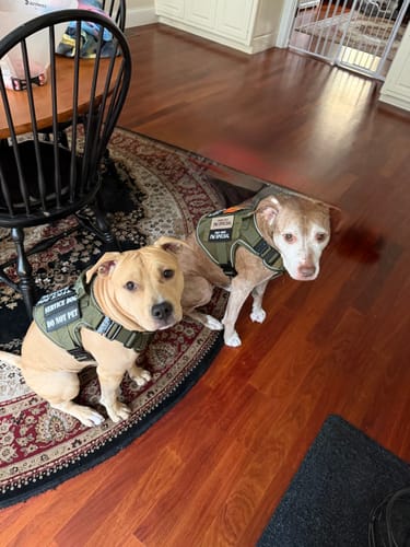 Customer photo review of NEW Upgraded Tactical No-Pull Team K9™ Dog Harness with 4 Quick-Release Metal Buckles, Reinforced Front & Back D-Rings, Hook & Loop Panels, Adjustable Straps, Reflective Strips, & Top Handle