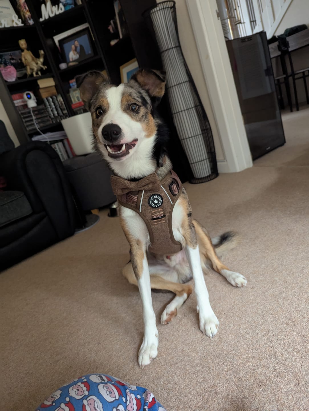 Customer photo review of Trail & Glow® Dog Harness Bundle Set - Oxford Tweed