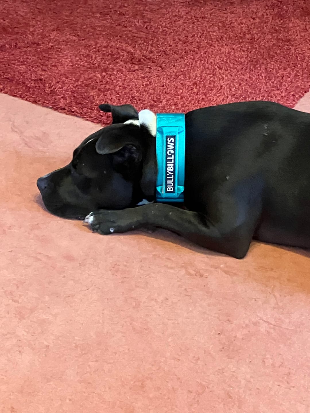 Customer photo review of 5cm Lighter Combat® Collar | With Handle Secure Clip - Turquoise x Orange