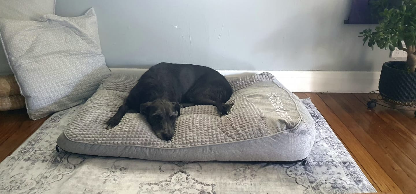 Customer photo review of Dozer - Hondenbed Grote Honden Orthopedisch