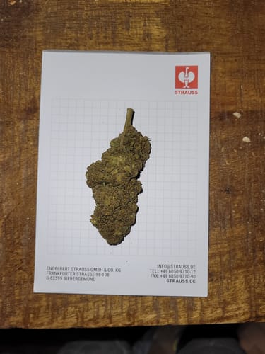 Customer photo review of Purple Haze 10-OH-HHCP