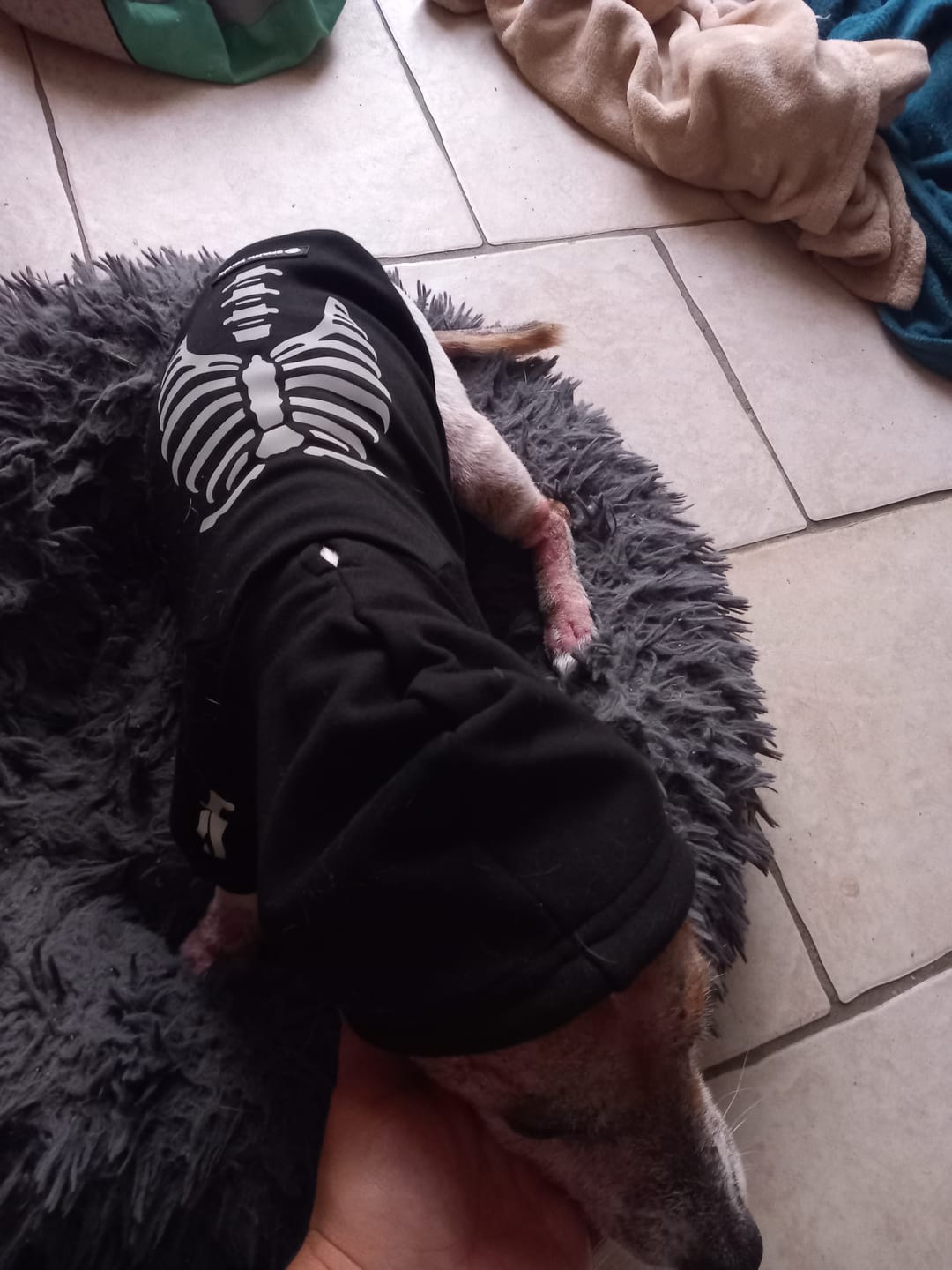 Customer photo review of Halloween Dog Hoodie - Reflective Skeleton