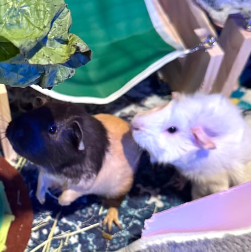 Customer photo review of 5x2 C&C Cage with Loft